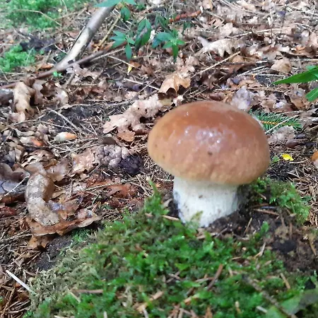 Golland Krzywe (Olecko)