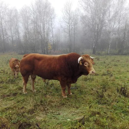 Golland 别墅 Krzywe (Olecko)