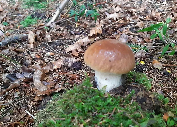 Golland Krzywe (Olecko)