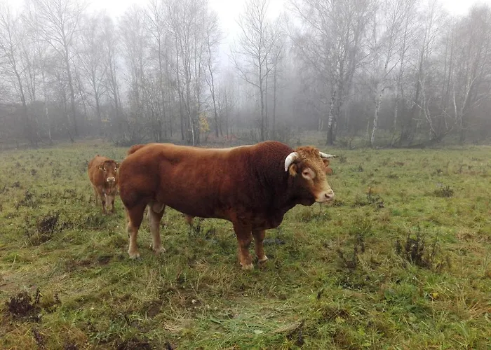 Golland Willa Krzywe (Olecko)