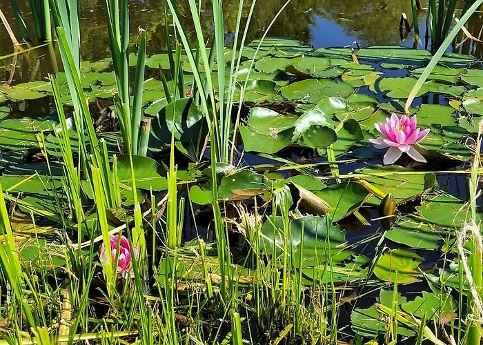 Golland * Krzywe (Olecko)